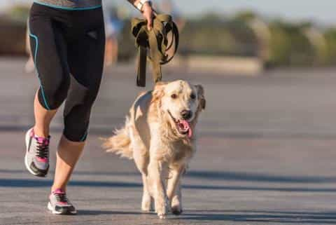 Want to Start Running With Your Dog? Follow These 12 Tips